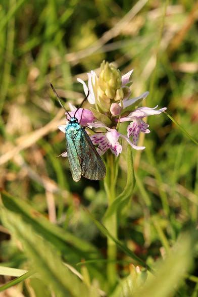 a metallic green moth rests upon a white and pink orchid flower spike