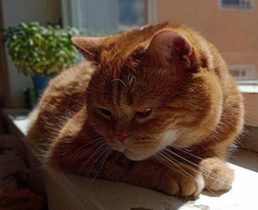 red cat in the sun on the kitchen window sill