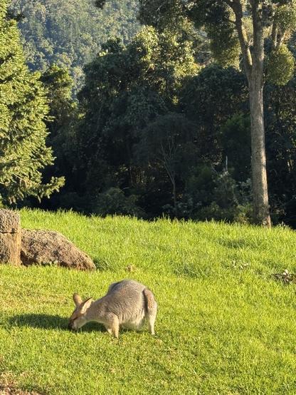 A female wallaby grazes on green grass with trees behind her. Her pouch is bulging.