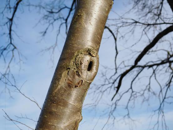 A smooth tree trunk with a distinct circular knot in the center against a clear blue sky. Leafless branches extend from the trunk, with finer twigs branching outwards. The background branches are blurred and darker against the bright sky.