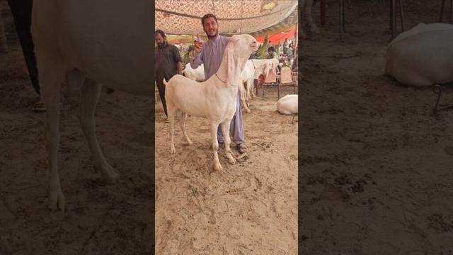 راجن پوری بڑا بکرا #Rajan #Puri #Bakra #Mandi #is #a #big #goat