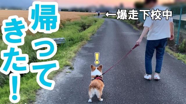 散歩中、300m先をチャリで爆走下校してくるお姉ちゃんにいち早く気づくコーギー犬