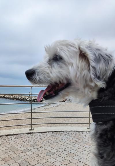 Mellie on the beach enjoying the fresh air