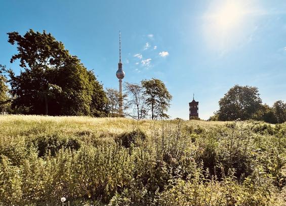 Parklandscape with television tower and townhall building in the distance. Blue sky and sunshine.