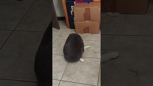 Too Big to Reach! Chibi the Tailless Cat Spins in Circles 😹💫| 届かない！しっぽのないチビ、ぐるぐる大回転