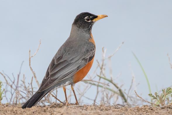 An American Robin bird standing on a bare patch of ground.