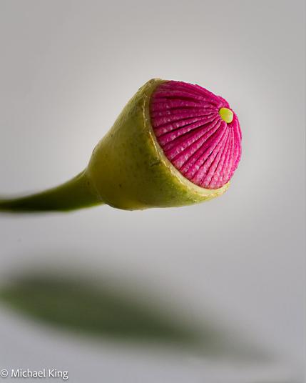 A single gum flower's stamen begin to emerge having popped its 'cap'