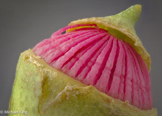 A flower's stamen emerge, popping its cap.