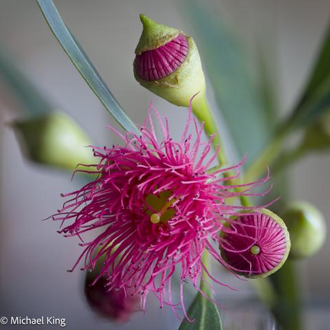 A cluster of red flowering gum flowers