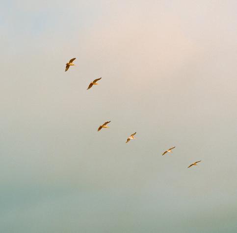 flock of birds flying in the sky