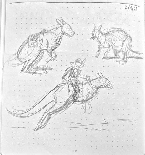Graphite pencil sketches of a Kangaroo wearing a riding saddle on their back. Two are idling sitting around while the one is being ridden by a cowboy.