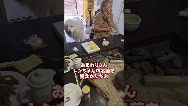 去年のレン脱走事件を振り返っている話 #グレートピレニーズ #超大型犬 #レン #レンと遊ぼう #Shorts