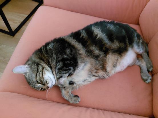 Sleeping Fat Mousy