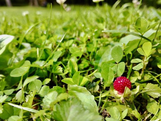 A wild strawberry in focus in the bottom left corner of the frame, bright red and shiny, nestled in a yard full of clover. Shot close to the ground with the horizon line fading from green to black just before the top of the frame. Captured with a Light Phone III.