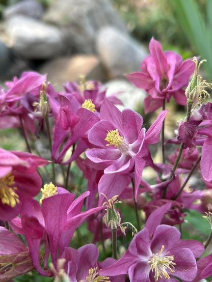 The bottom three quarters of the frame is filled with a clump of rosy pink columbines in full bloom. The flowers are round with five petals with another set of four petals behind the round flower part. They have pale yellow stamens.
