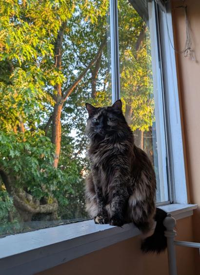 Photo of a longhaired tortoiseshell cat sitting on a windowsill. Some leafy trees are outside