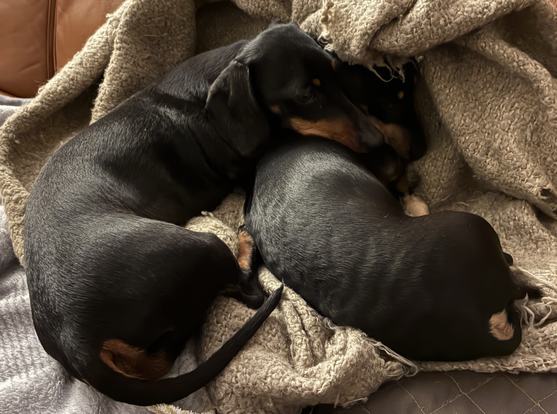 Miniature Dachshunds Max and Milo curled up together on their bed