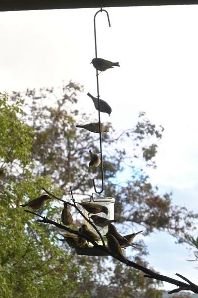 A photo of one of our sugar water feeders, covered in silvereyes (small olive green birds with white rings around their eyes). The sugar water feeder is an upturned large glass jar with a metal feeder tray attached. It's suspended from our deck by a metal rod. We have a stick propped up against it for the birds to perch on.