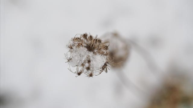 Dried plant with clustered seed heads partially covered in snow, against a blurred white background, emphasizing the delicate structure and winter setting.