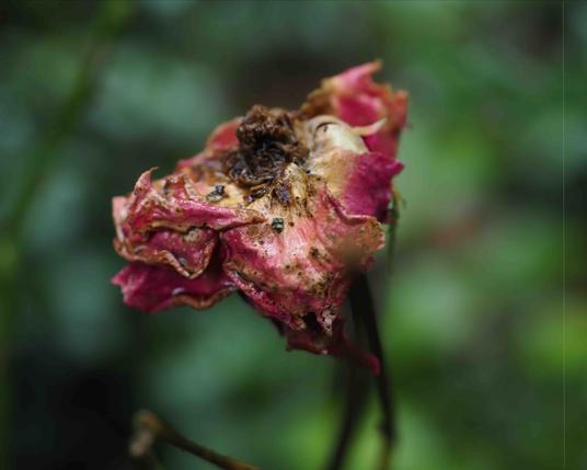 Wilted rose with faded pink petals, brown and decaying areas, dotted with small black insects. Out-of-focus green background.