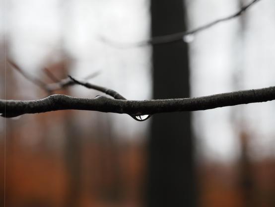 A close-up of a bare tree branch with a single droplet of water hanging from it. The background is out of focus, showing blurred vertical shapes resembling trees, with brown and gray tones suggesting a forest environment in late fall or winter.