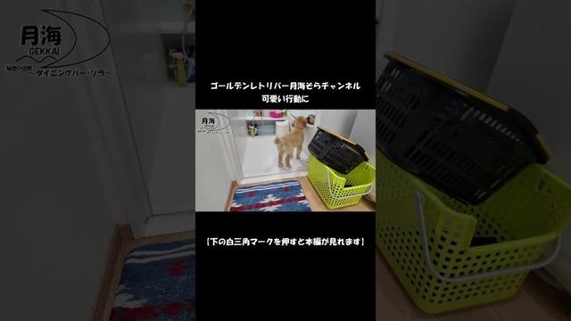 いつも一緒に【Golden Retriever japan】♯Shorts