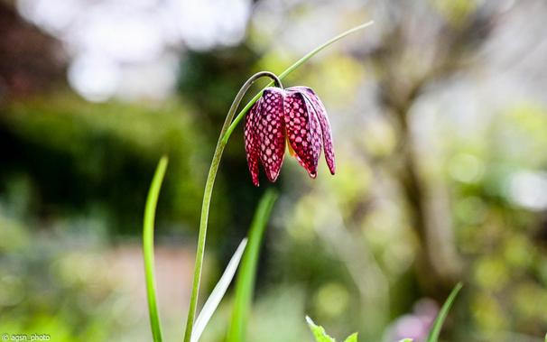 Seitliche Nahaufnahme der kleinen magentafarbenen Schachbrettblume, einer Lilienart. Der Hintergrund ist grün verwischt. /
Side close-up of the small magenta checkered lily, a type of lily. The background is blurred with green.