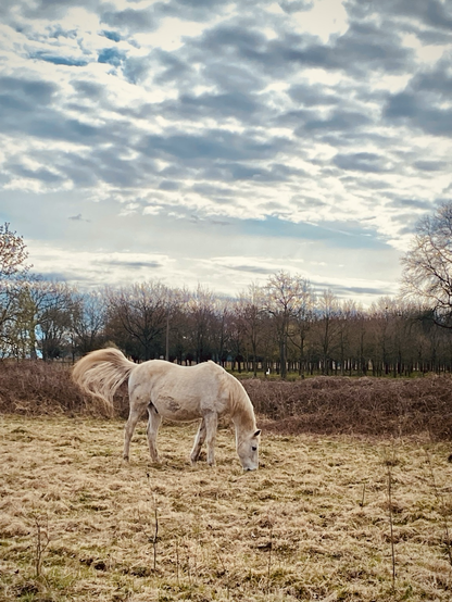 A white horse eating grass in a field, tail blowing in the wind.