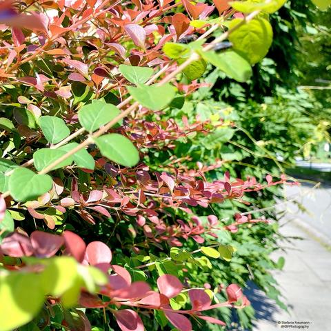 Eine Berberitzen-Hecke am Wegrand mit grünem und rotem Laub.
A barberry hedge by the wayside with green, and red, foliage.