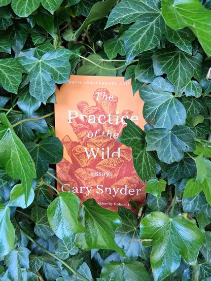 Photo of the book 'The practise of the wild' by Gary Snyder, semi hidden by volumous green ivy.