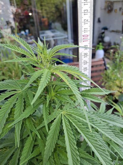 Spitze einer Cannabispflanze. Senkrecht ein Zollstock der die Höhe von 110 cm anzeigt.