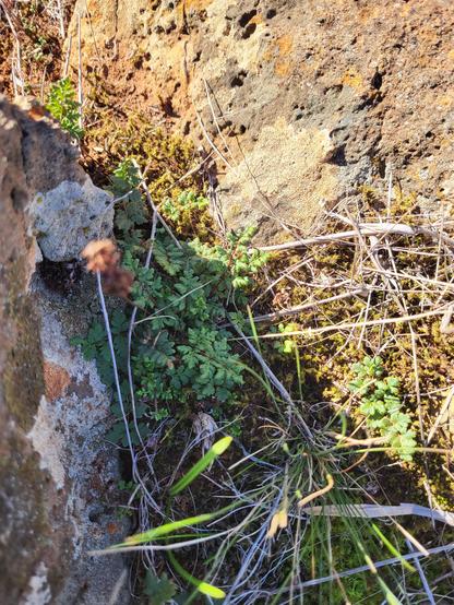 Small rock fern growing in the shade of lichen-encrusted rock