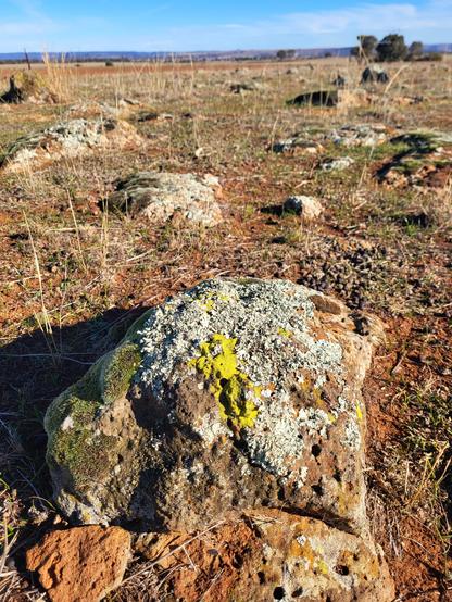 lichen & moss encrusted rocks in sparse, nearly bare grazed grassland on red soil. Long shadows in the June midday sun. A distant line of hills under a pale blue sky.