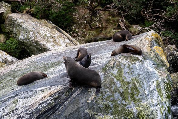 New Zealand fur seals resting and interacting on a large, sloped rock in Milford Sound, surrounded by moss-covered cliffs and dense coastal vegetation.