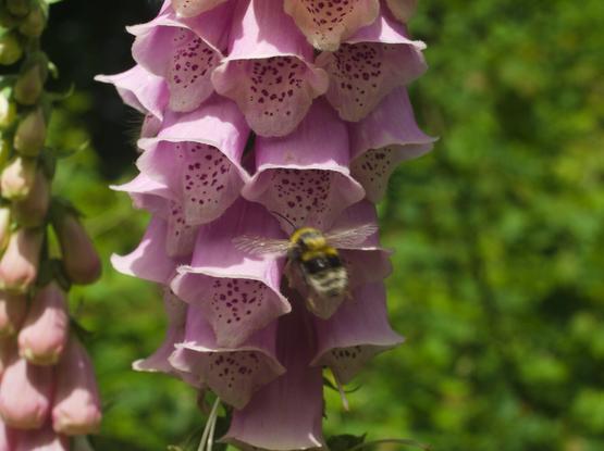 A colour picture of a pink flower. A bumblebee is flying towards is. The bublebee is nrured out by motion blur