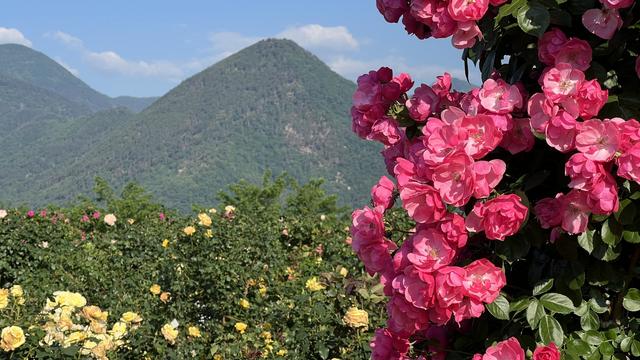 Pink roses on trellis in front of mountains