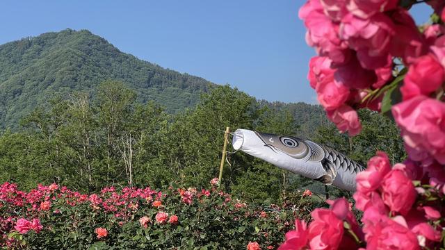 Pink roses with koinobori kite and mountains in background
