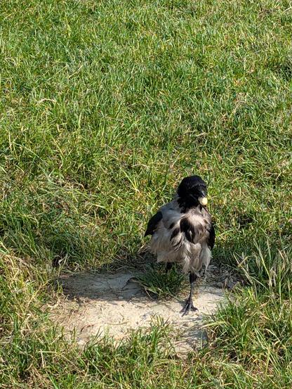 Eine grau-schwarze Nebelkrähe kommt über eine Wiese auf die Kamera zugelaufen, im Schnabel hält sie eine Erdnuss mit Schale. Ihr Bauchgefieder ist vom Wind zerzaust und aufgeplustert, es sieht weich und flauschig aus.