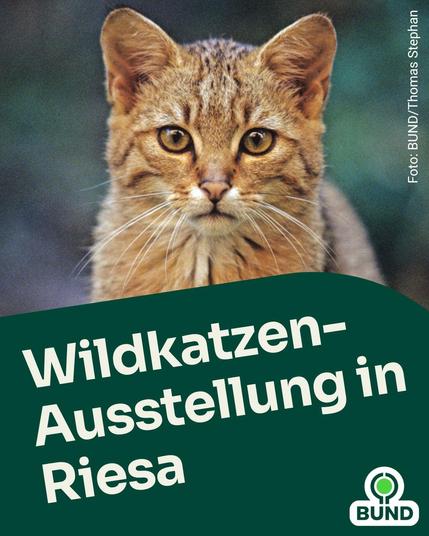 Porträt einer Europäischen Wildkatze mit aufmerksamem Blick. Text: ‚Wildkatzen-Ausstellung in Riesa‘. Logo von BUND unten rechts.