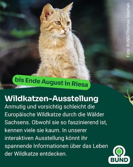 Eine Europäische Wildkatze sitzt aufmerksam im Wald. Text: ‚bis Ende August in Riesa‘ sowie eine Beschreibung zur interaktiven Wildkatzen-Ausstellung des BUND in Sachsen.