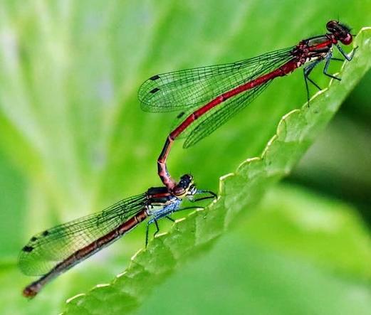 Image shows 2 red damselflies mating on a green leaf next to the pond