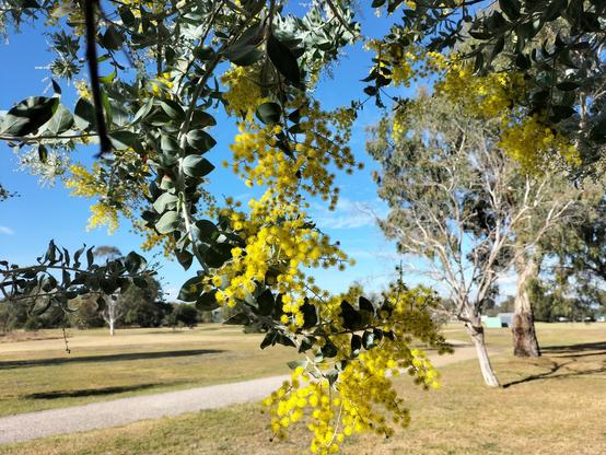 Clusters of little fluffy balls of yellow - wattle - with a park and blue sky in the background