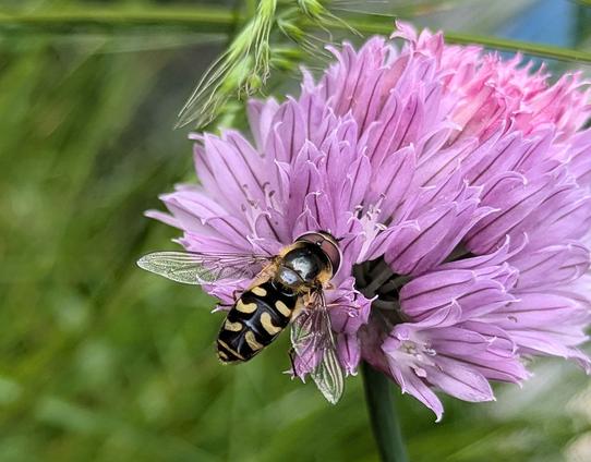 Nature Thursday