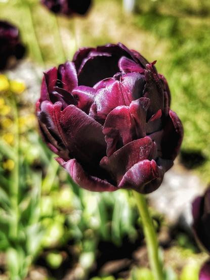 Deep Purple-Tulpe grünem Hintergrund.