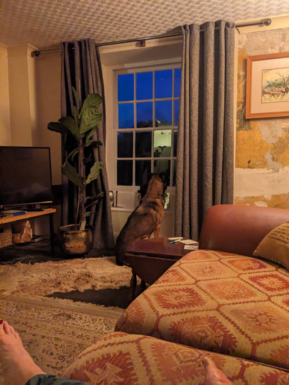 View of a sitting room from a sofa, looking toward a tall sash window. It is dark outside, but the curtains are not closed. A large brown/black dog is sitting, patiently staring out of the window. The person sitting on the sofa is being ignored.