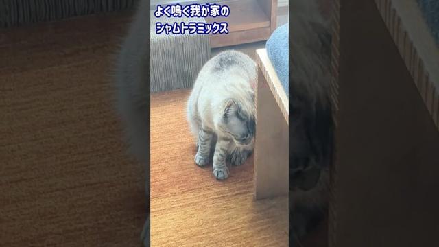 よく鳴くシャムトラミックス#560 #shorts #不満鳴き #猫 #ねこのいる暮らし #cat