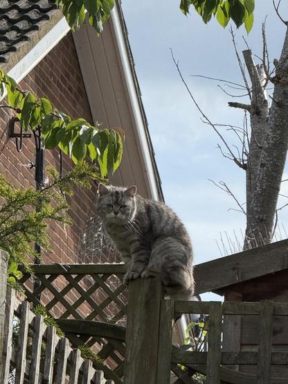 Grumpy grey furry cat who is an asshole sitting on a greyish fence post