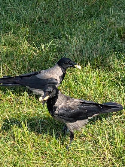 Foto zweier grau-schwarzer Nebelkrähen, die hintereinander auf einer Wiese stehen. Die vordere ist nach links gedreht, die hintere nach rechts, beide haben jeweils eine Erdnuss mitsamt Schale im Schnabel.