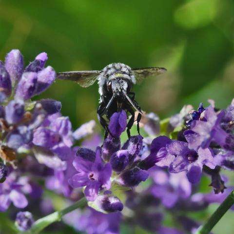 A Thyreus orbatus bee on a lavender twig, facing the camera and having the proboscis in a flower, the wings spread out to the sides. The background is blurry green.