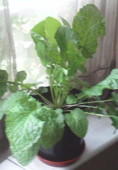 An unknown plant with green leaves in a plastic pot on the windowsill